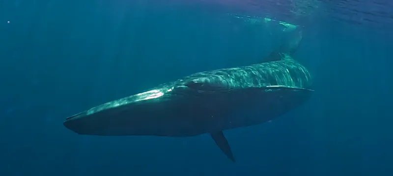 Фридайвинг и киты на Шри-Ланке поход
