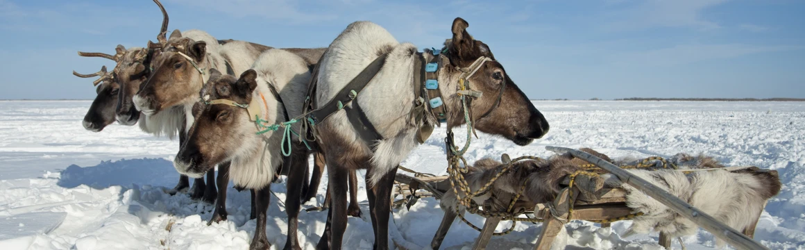 Путешествие в Нарьян-Мар: сердце тундры и край оленеводов поход