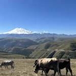 Фото к отзыву Елена Калёнова
