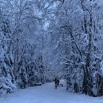 Фото к отзыву Мария Балобанова