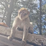 Фото к отзыву Николай Голоков