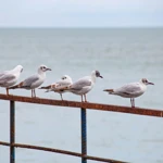 Фото к отзыву Валентина Фарзан
