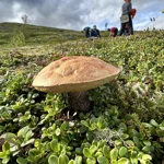 Фото к отзыву Денис Месилов