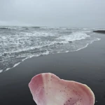 Фото к отзыву Ольга Новгородских