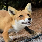 Фото к отзыву Валентина Мякишева