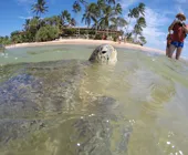 черепахи шри-ланка