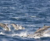 дельфины спиннеры шри-ланка