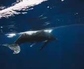 экскурсия к китам