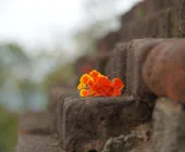 флора Шри-Ланки