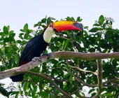 Тукан в тропиках