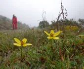 Цветы трек Эль Чоро