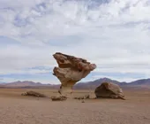 Дерево из камня