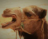 верблюды египет дахаб