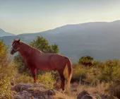 Конные прогулки Баштановка