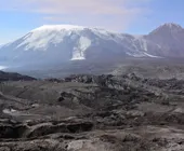 камчатский исполин