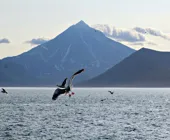 чайка на камчатке