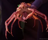 морской гад