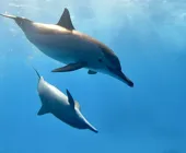 дельфиньи танцы