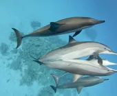 саттайа риф