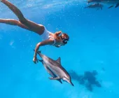 суэцкий дельфин