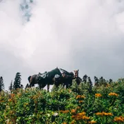 кони пасутся в горах