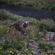 медведь у реки