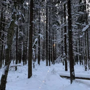 Зимний поход с ночевкой в доме на берегу Финского залива поход, изображение 4
