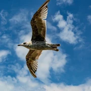 Фото Марины Скотниковой