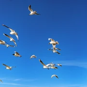 Фото Марины Скотниковой