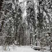 На снегоступах к Морозовским оврагам. Однодневный поход из Москвы поход, изображение 4