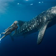 Филиппины. Встреча с китовыми акулами, скрытые острова и полет на вертолете поход, изображение 2