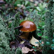 Урочище Троица-Чижи. Однодневный поход в Подмосковье поход, изображение 3