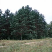 Урочище Троица-Чижи. Однодневный поход в Подмосковье поход, изображение 1