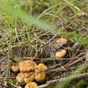 Аргуновская волость. Однодневный поход в Подмосковье поход, изображение 4