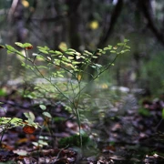 Аргуновская волость. Однодневный поход в Подмосковье поход, изображение 3
