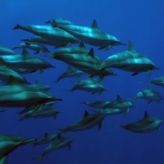дельфины афалины
