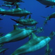 синева дельфины