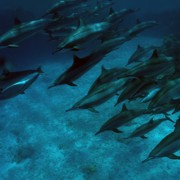 дельфины рифа сттайа