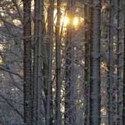 солнце и зимний лес
