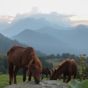 Абхазия кони