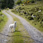 Путешествие в Ирландию поход, изображение 1