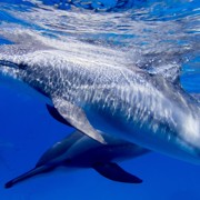 запрет дельфинариев
