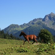 Лошадь абхазия