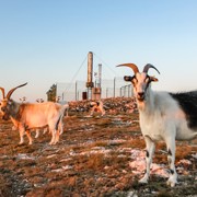 Животноводческая ферма Крым