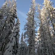 Лыжный выезд из Зеленогорска. Однодневная прогулка из Петербурга поход, изображение 3