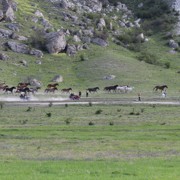 Перегон лошадей Белогорск