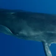 глаз кита