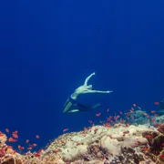 Дайвинг с дельфинами в Красном море поход, изображение 5
