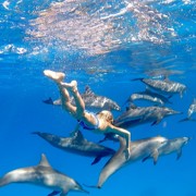 сафари к дельфинам