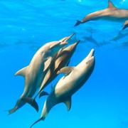 наблюдение за дельфинами